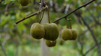 貴州岑鞏紅心獼猴桃走俏市場，訂單銷售模式助力果農(nóng)“不愁賣”